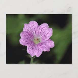 Postal Geranium Endressii