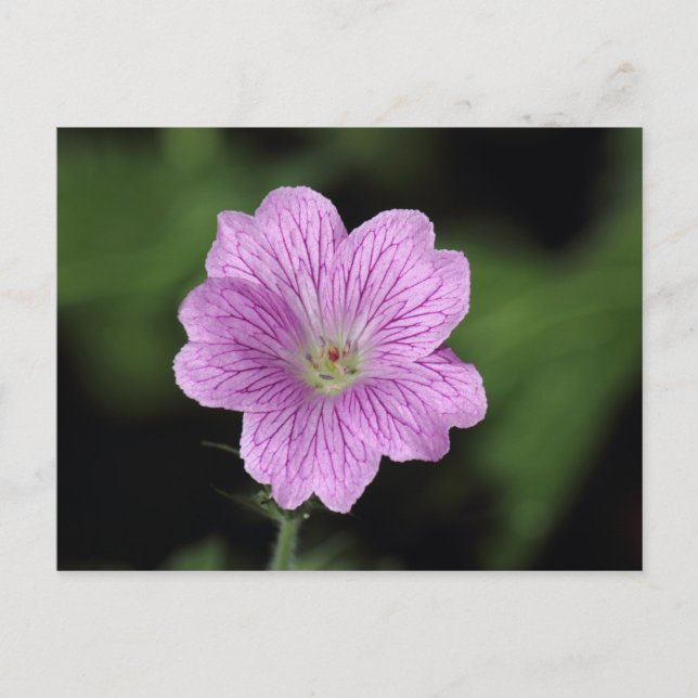 Postal Geranium Endressii (Anverso)