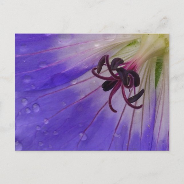Postal Geranium Postcard (Anverso)