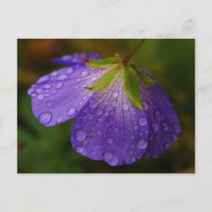 Postal Geranium Postcard