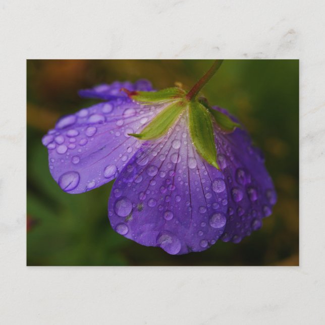 Postal Geranium Postcard (Anverso)