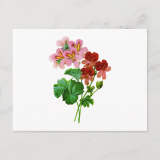 Postal Geranium Variete por Pierre Joseph Redoute