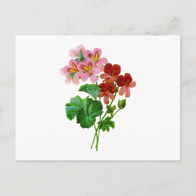 Postal Geranium Variete por Pierre Joseph Redoute (Anverso)
