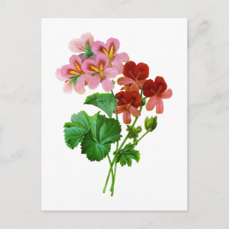 Postal Geranium Variete por Pierre Joseph Redoute