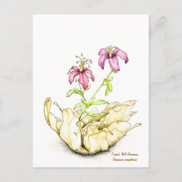 Postal Geranium wildflower watercolor