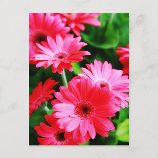 Postal Gerber (Anverso)