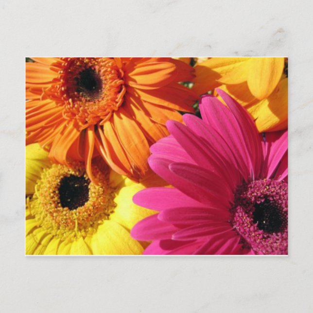 Postal gerber-4 (Anverso)