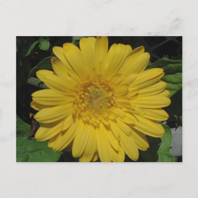 Postal Gerber amarillo / Gerbera Daisy (Anverso)