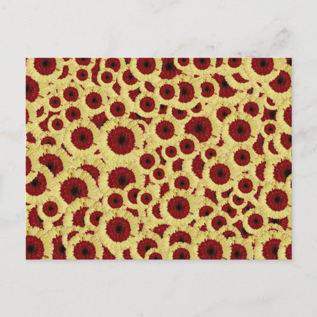 Postal Gerber Daisies (Anverso)