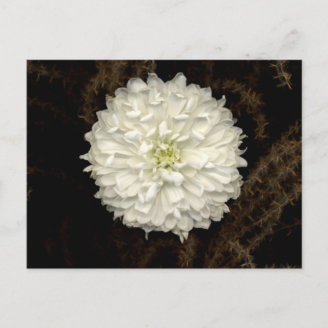 Postal Gerber Daisy (Anverso)