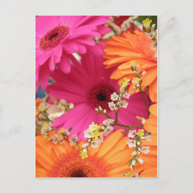Postal Gerber Daisy (Anverso)