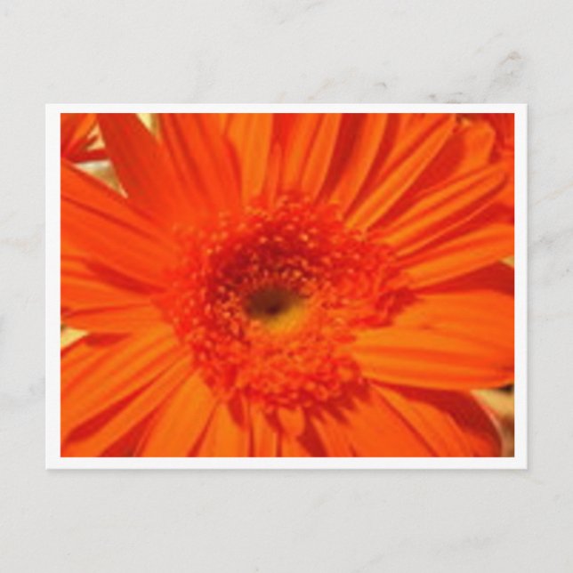 Postal gerber daisy (Anverso)
