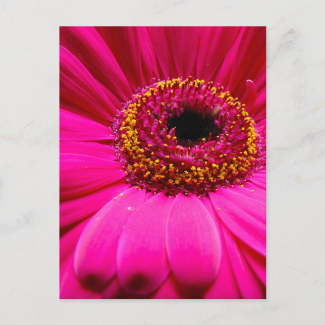 Postal gerber daisy rosa caliente (Anverso)