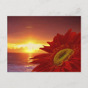 Postal Gerber Daisy y la puesta del sol