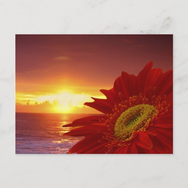 Postal Gerber Daisy y la puesta del sol (Anverso)