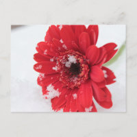 Gerbera
