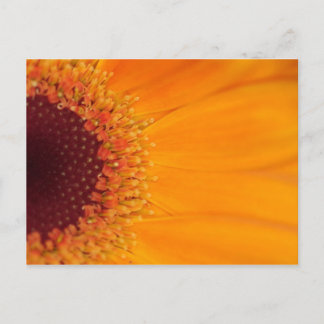 Postal Gerbera