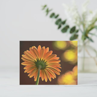 Postal Gerbera