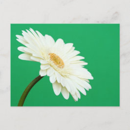 Postal Gerbera blanca sobre el verde