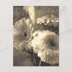 Postal Gerbera Blanca y Amarilla y Calla 1 Antiguo