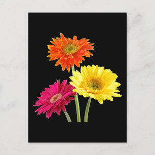 Postal Gerbera Daisies
