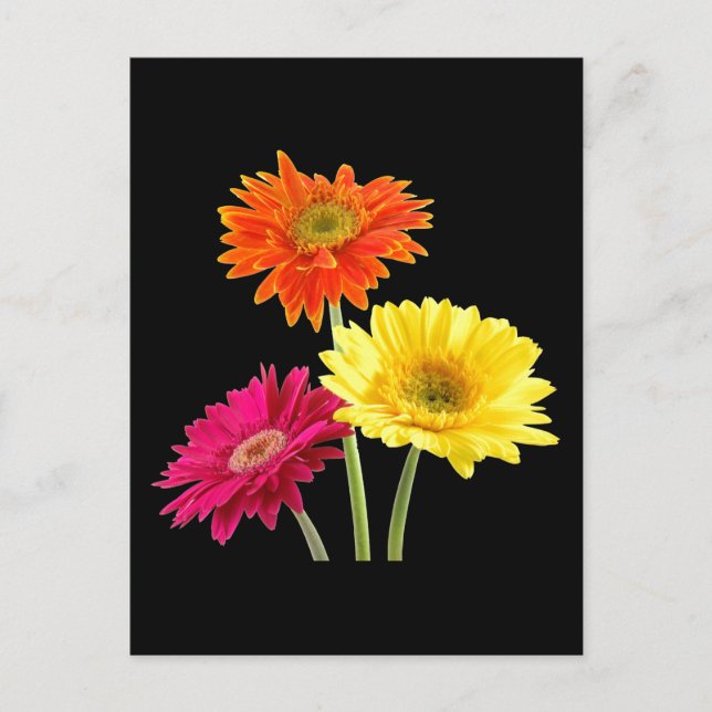 Postal Gerbera Daisies (Anverso)