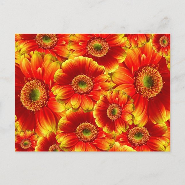 Postal Gerbera Daisies, amarilla y Naranja (Anverso)