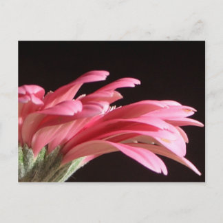 Postal gerbera daisy