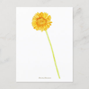 Postal Gerbera daisy 
