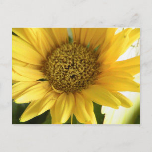 Postal Gerbera Daisy