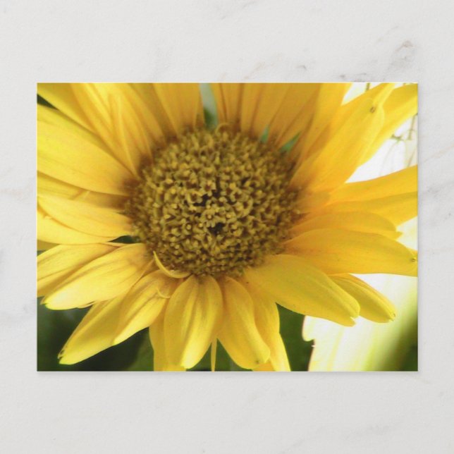 Postal Gerbera Daisy (Anverso)