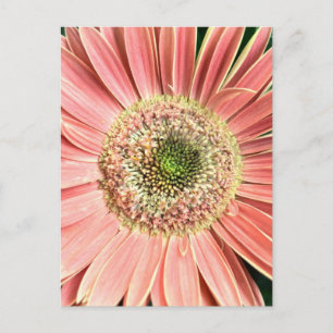 Postal Gerbera Daisy