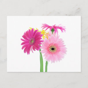 Postal Gerbera Daisy Flowers