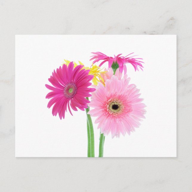 Postal Gerbera Daisy Flowers (Anverso)