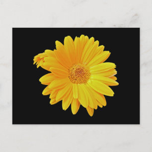 Postal Gerbera Daisy (Gerbera hybrida) - Amarillo