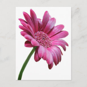 Postal Gerbera Daisy Postcard