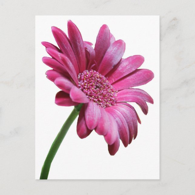 Postal Gerbera Daisy Postcard (Anverso)