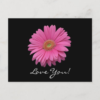 Postal Gerbera Daisy Te Ama Postcard