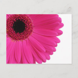 Postal Gerbera de las rosas fuertes