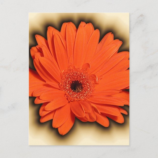Postal Gerbera profunda (Anverso)