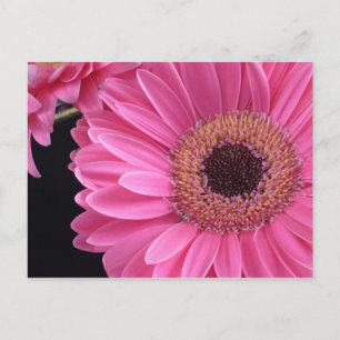 Postal Gerbera rosa