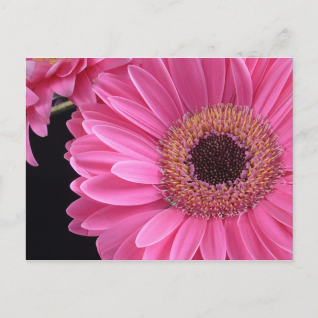 Postal Gerbera rosa (Anverso)