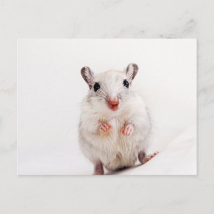 Postal Gerbil Baby Animal Cute Mascotas Gerbils Plantilla