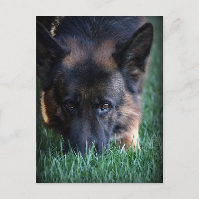 Postal German Shepherd Randy vom Leithawald (Anverso)