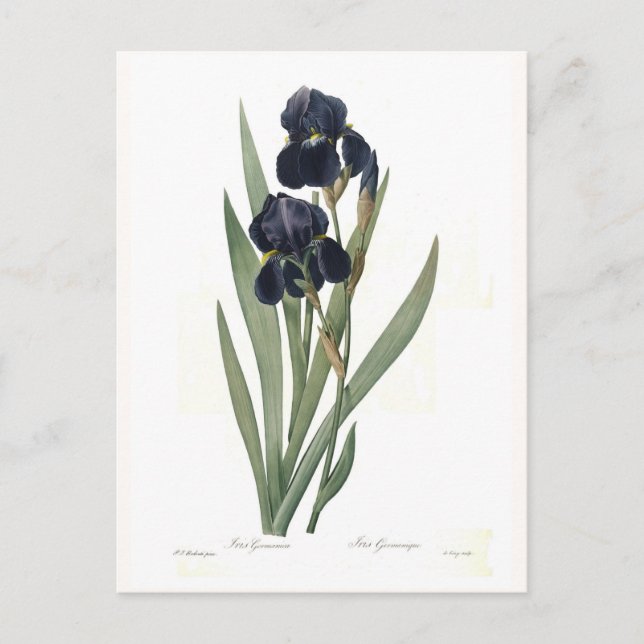 Postal Germanica del iris (Anverso)