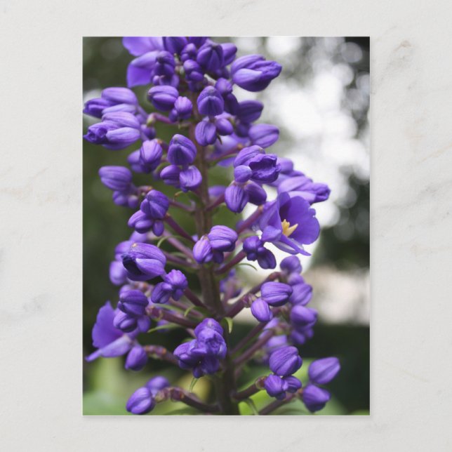 Postal gesto azul (Anverso)