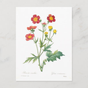 Postal Geum coccineum