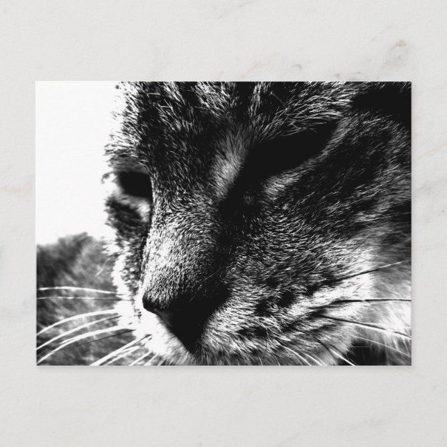 Postal Ghost Cat (Anverso)