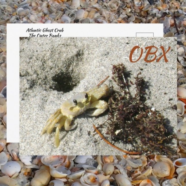 Postal Ghost Crab OBX NC Fotografía (Subido por el creador)