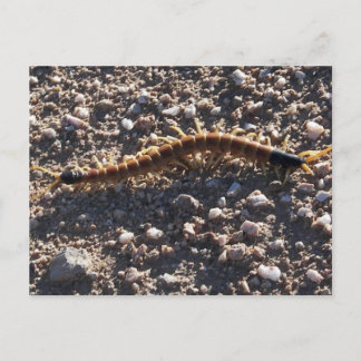 Postal Giant Desert Centipede
